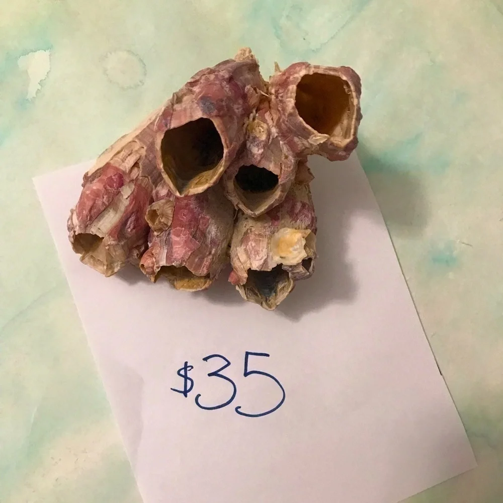 Custom shell bundle — PLEASE READ